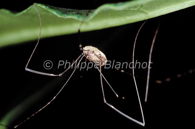 phalangium opilio 2.JPG - Phalangium opilioOpilion, FaucheuxCommon HarvestmanOpiliones, PhalangiidaeFrance
